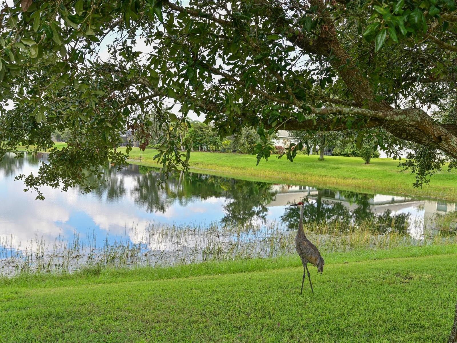 11907 FOREST PARK CIR