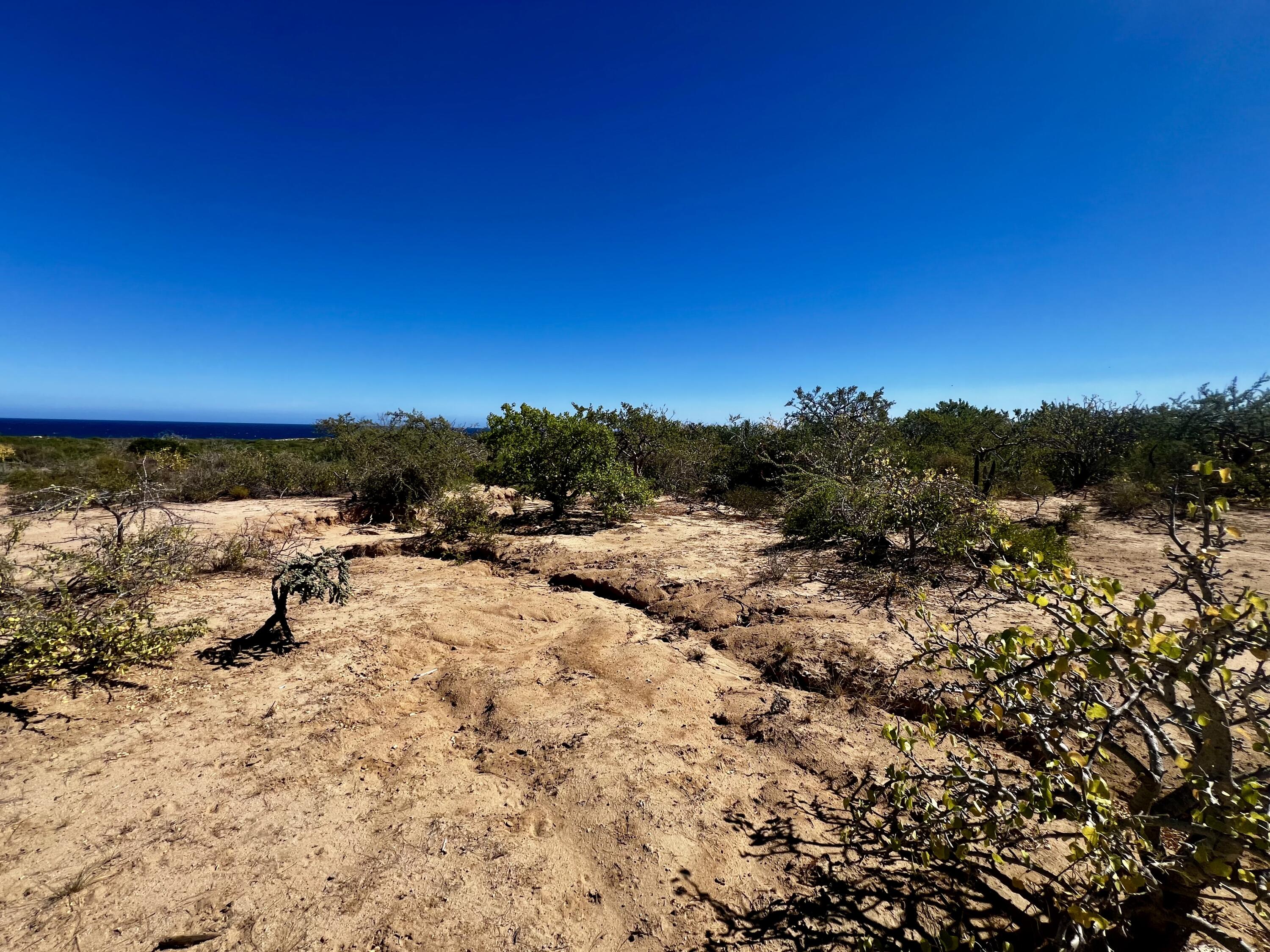 Lot D, Boca del Salado