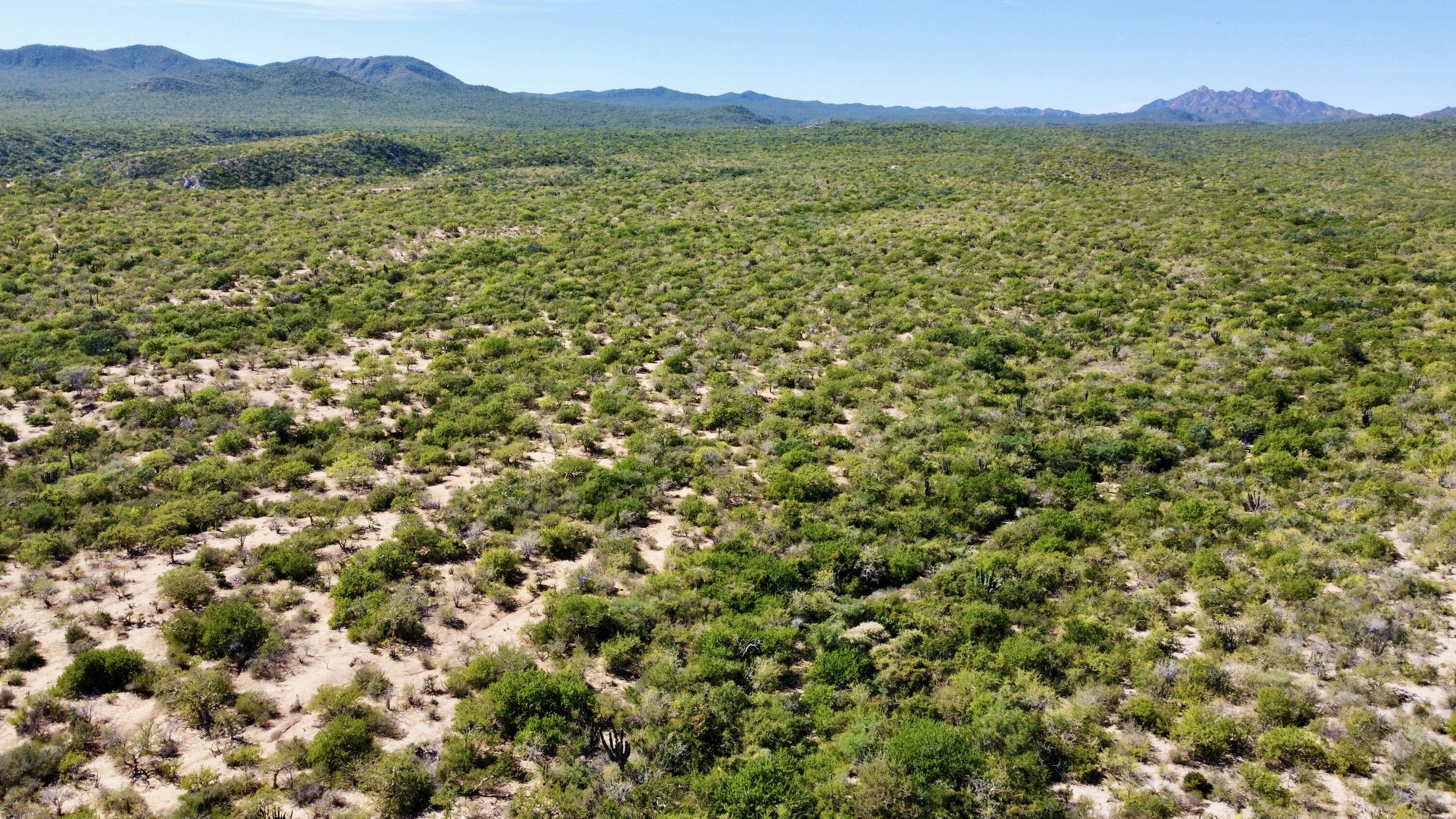 Lot D, Boca del Salado