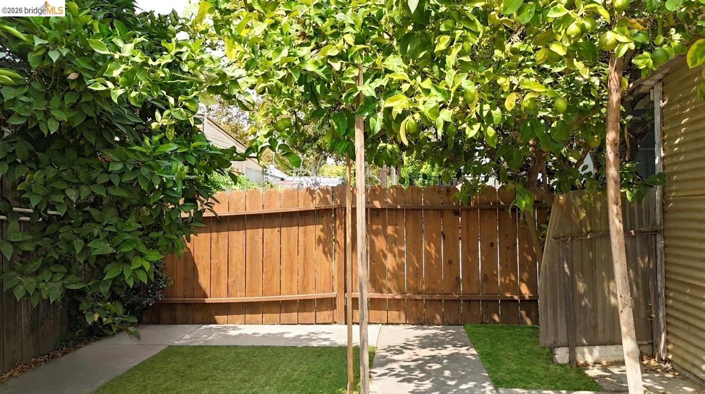 Fenced backyard patio beneath a leafy fruit tree canopy, with concrete paths and patches of lawn.