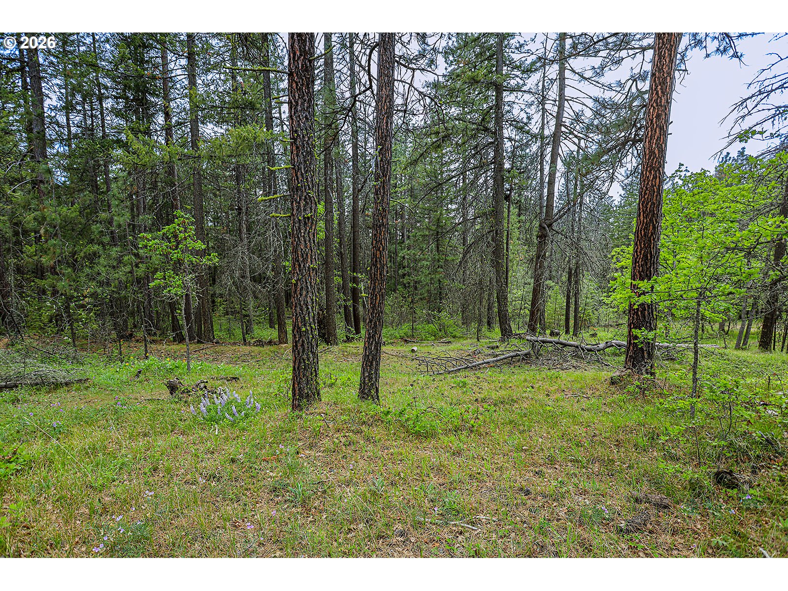 NKA Forest Glen DR #37
