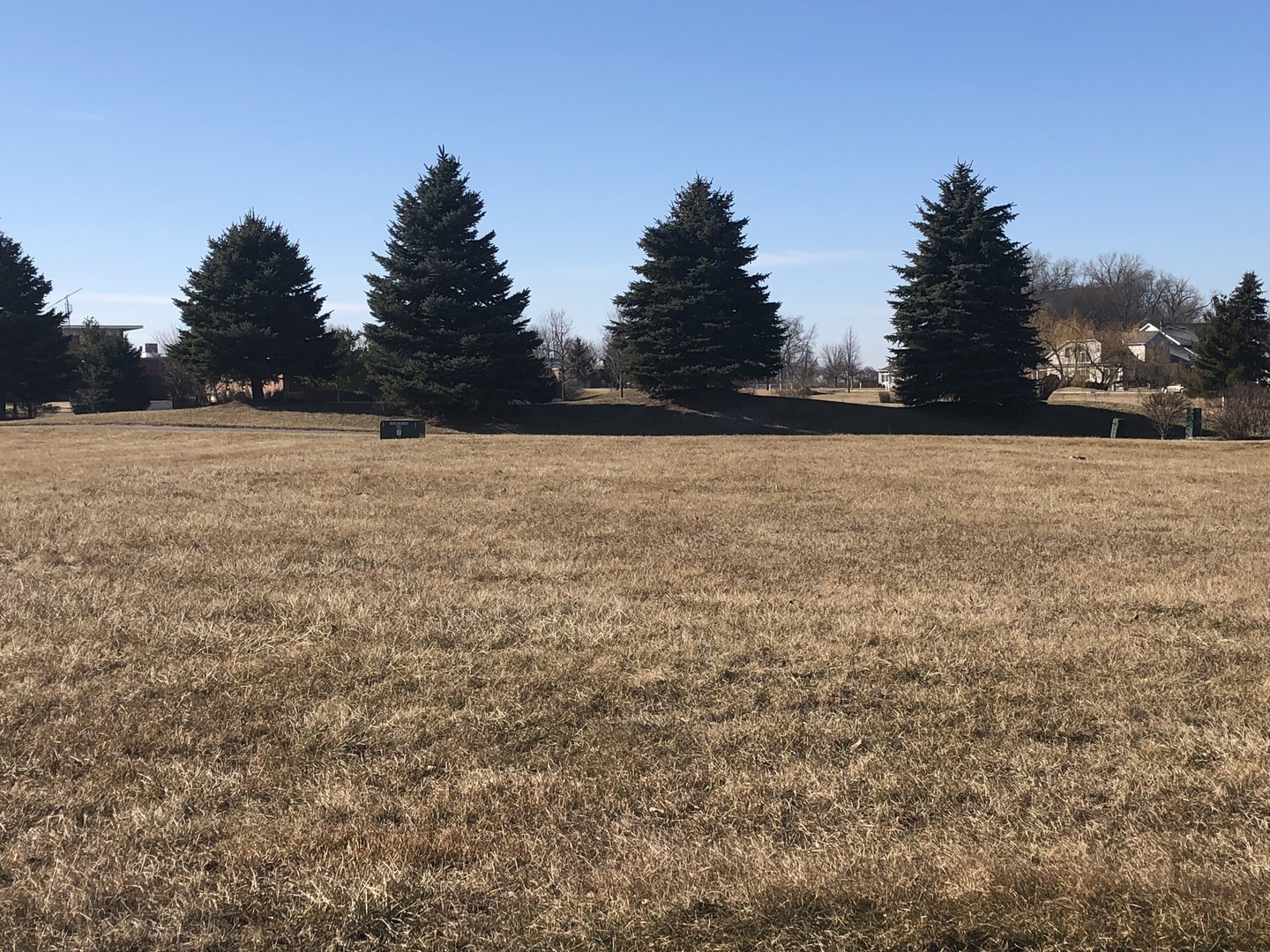 Vacant grassy lot with tall evergreens and homes in the background.