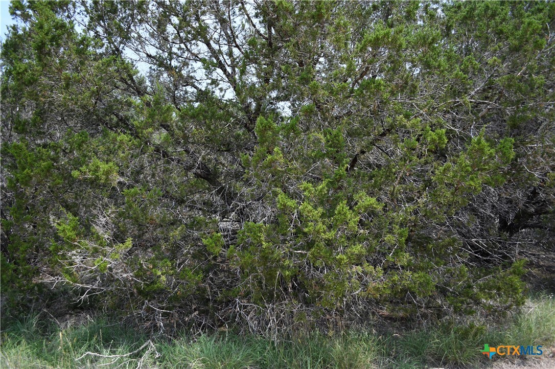 135 Agarita Drive