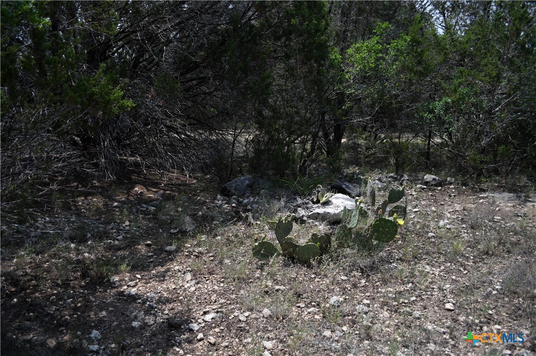 135 Agarita Drive