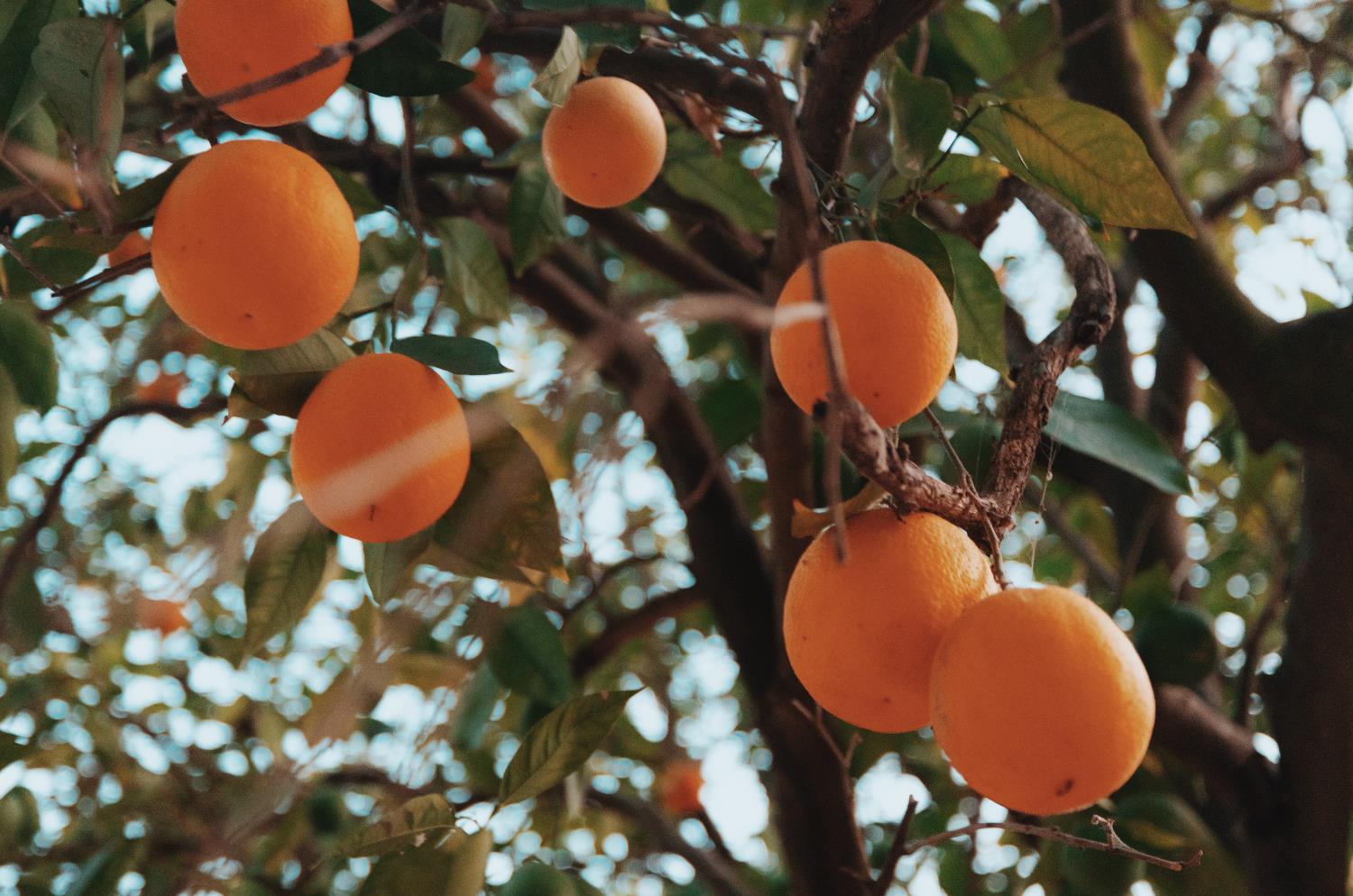 Ripe oranges hang among leafy branches on a citrus tree.
