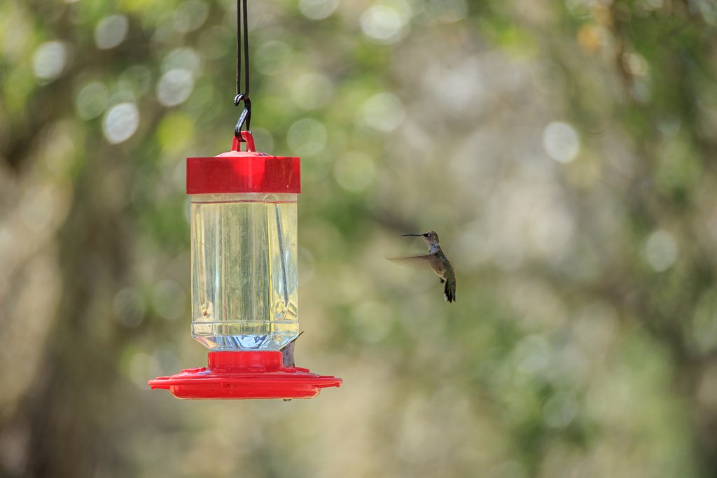 429 Spanish Oak Trail