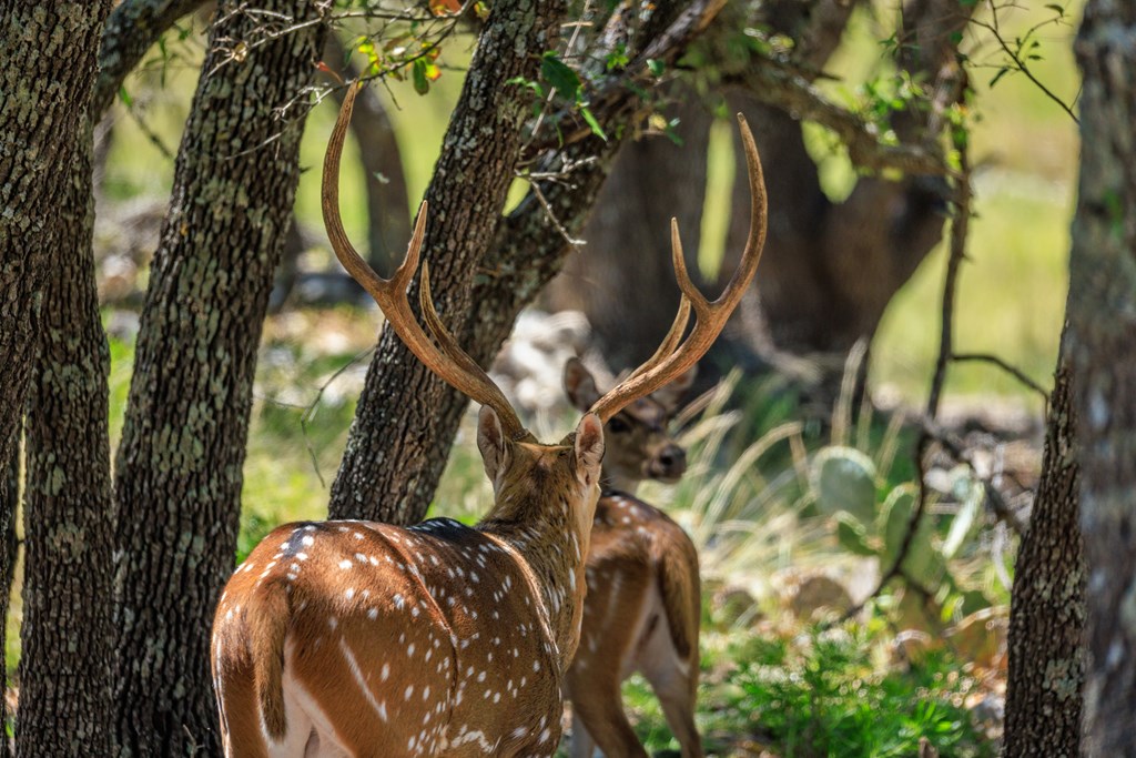 429 Spanish Oak Trail