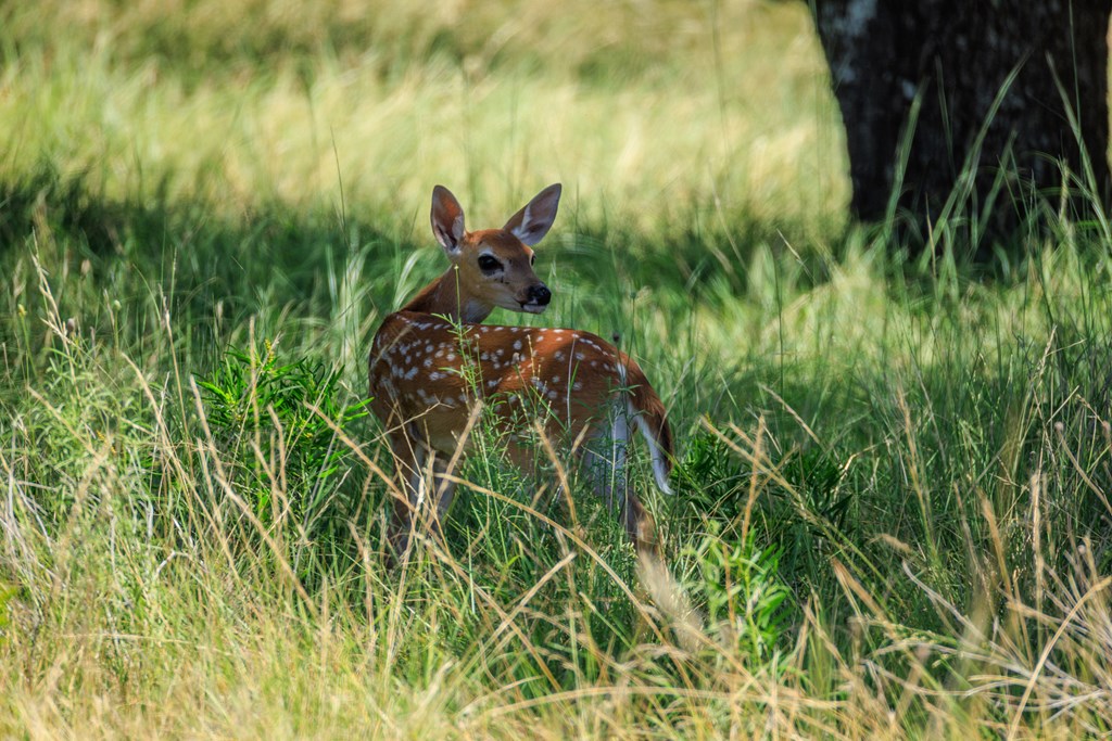 429 Spanish Oak Trail