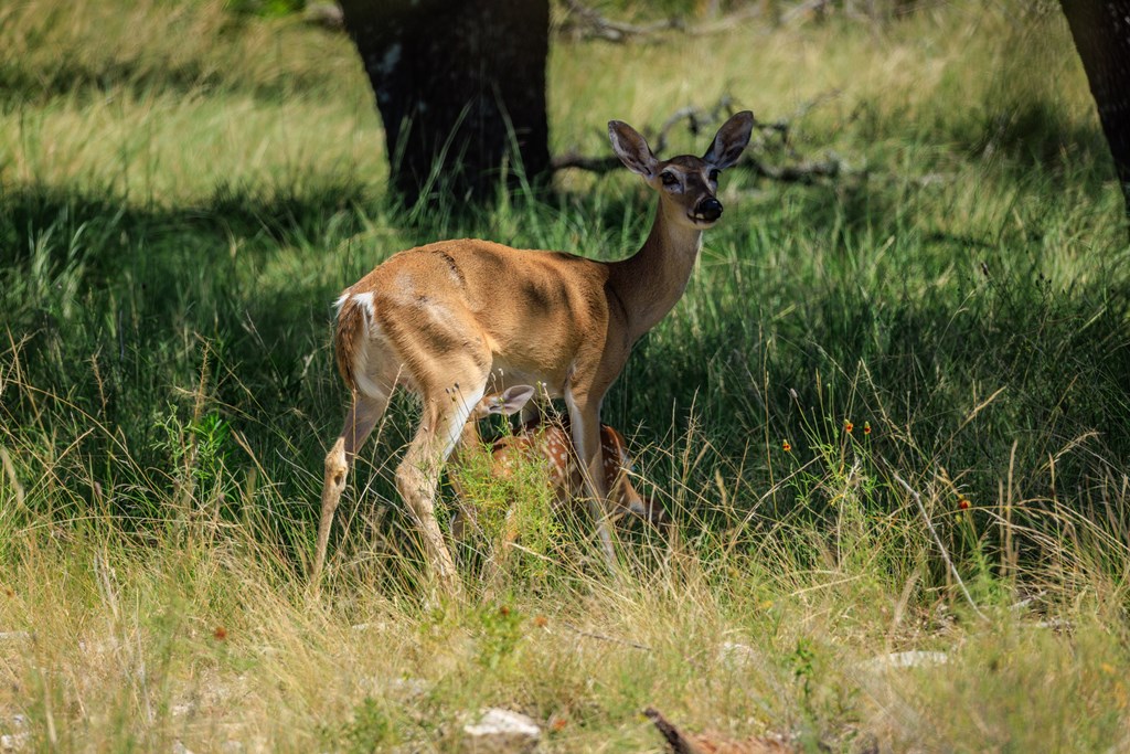 429 Spanish Oak Trail