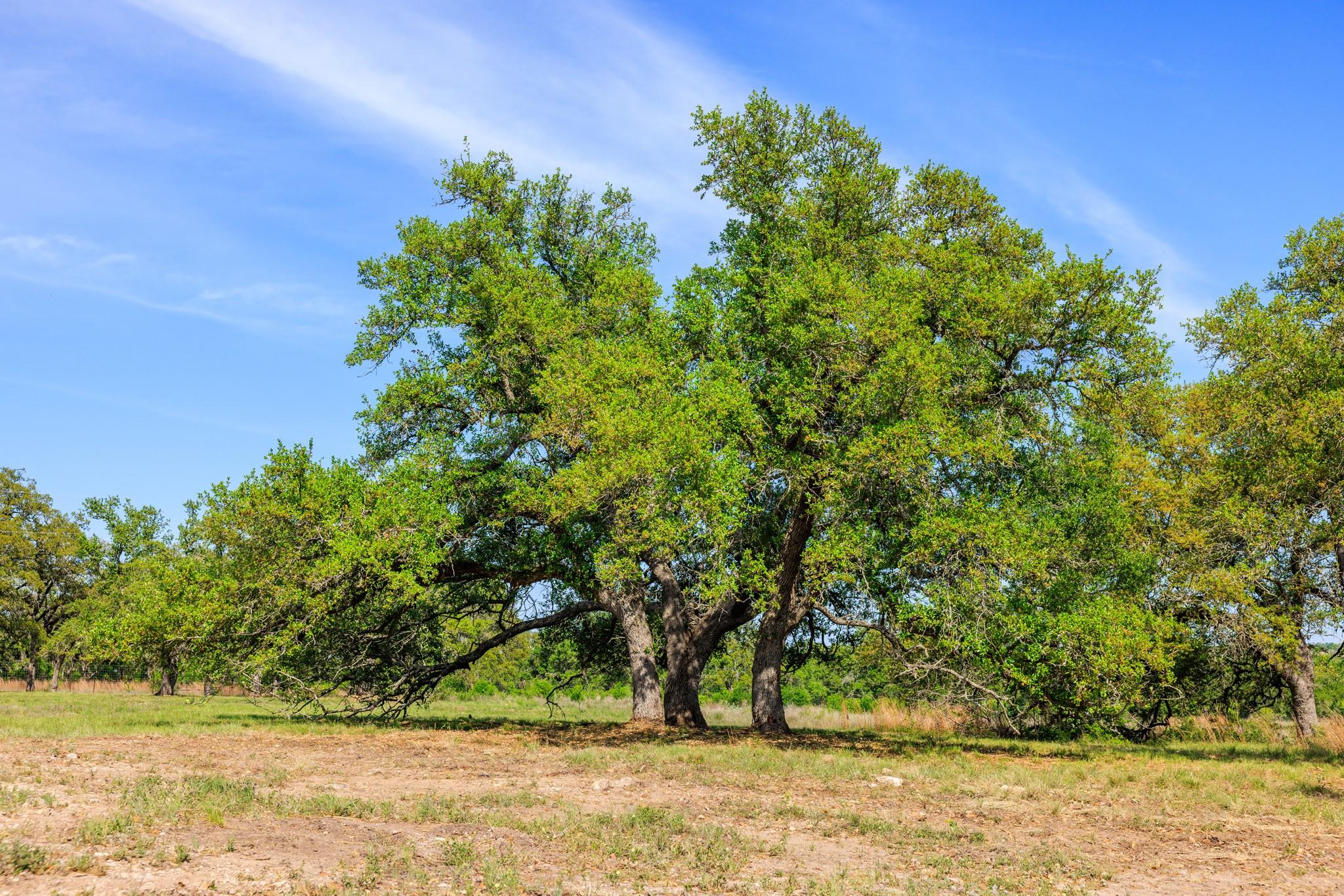 Lot 2 Byrd Ranch RD