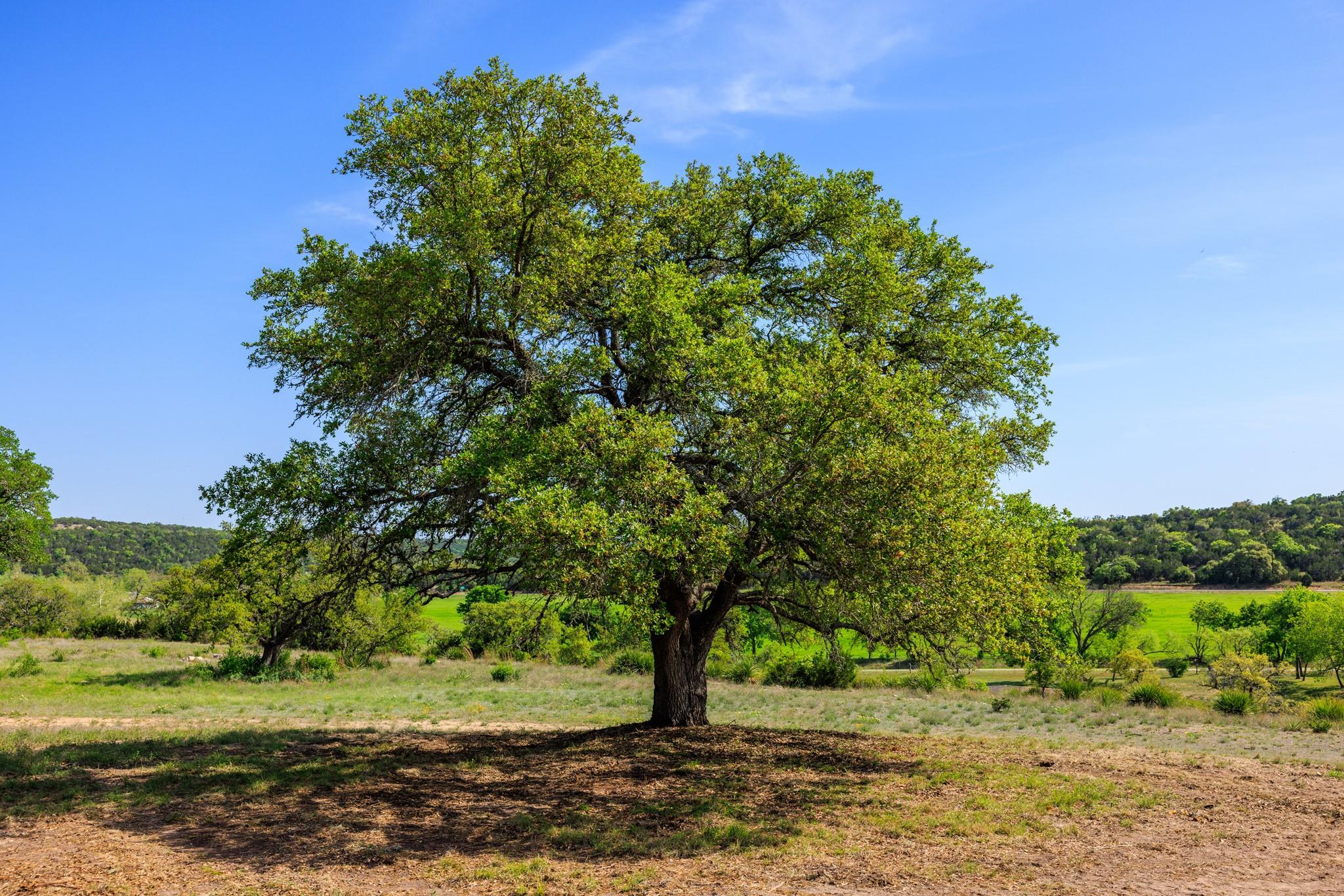 Lot 2 Byrd Ranch RD