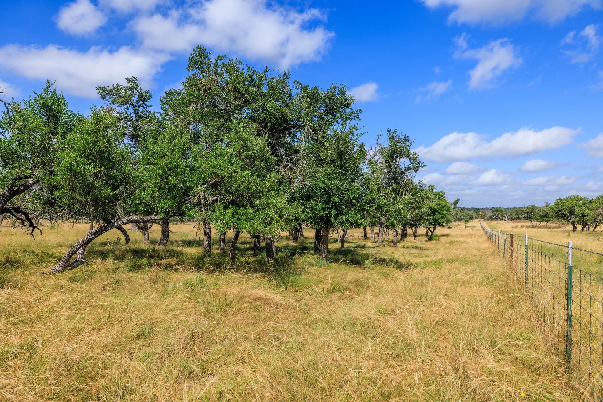436 Stevens Ranch RD