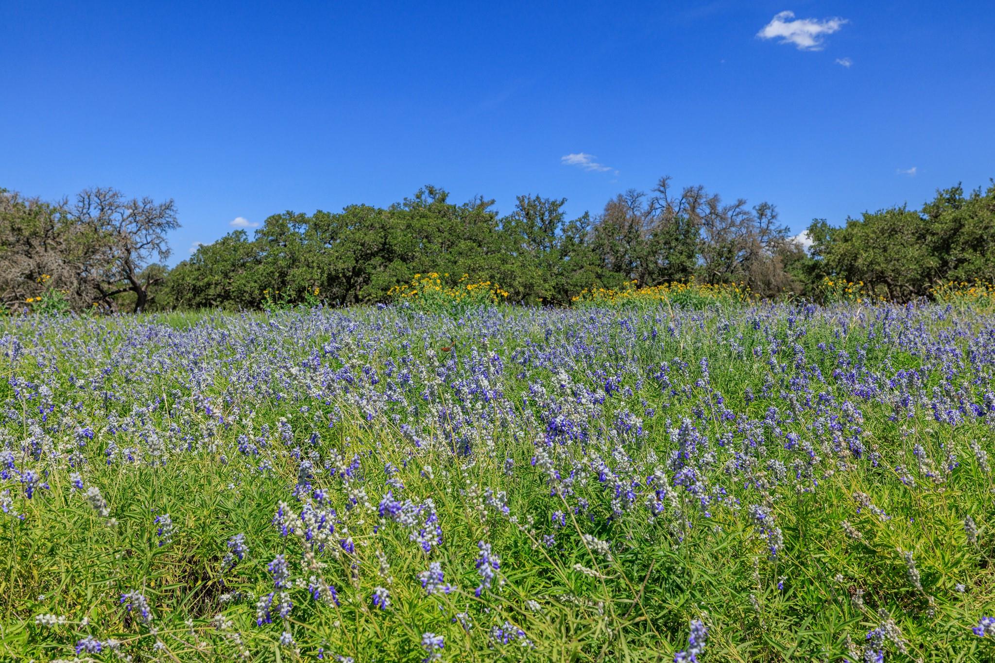 429 Spanish Oak TRL, Harper