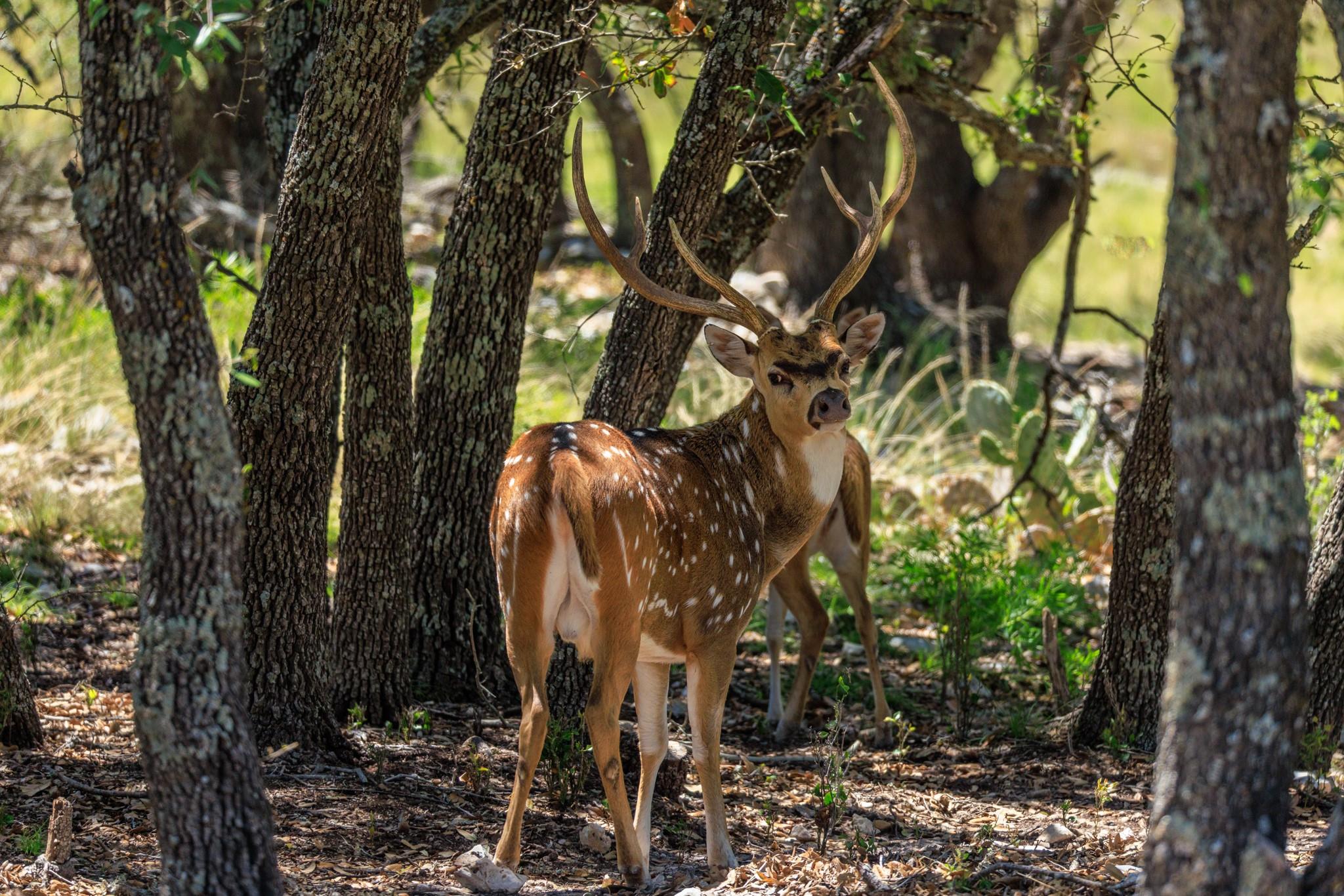 429 Spanish Oak TRL, Harper