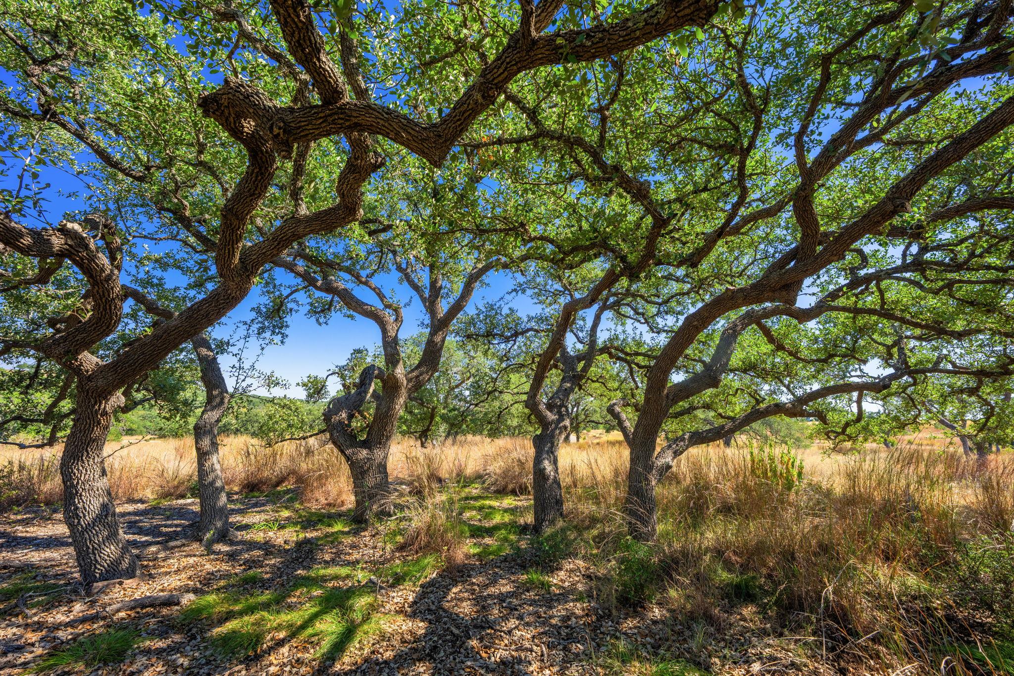 1495 Walnut Springs RD