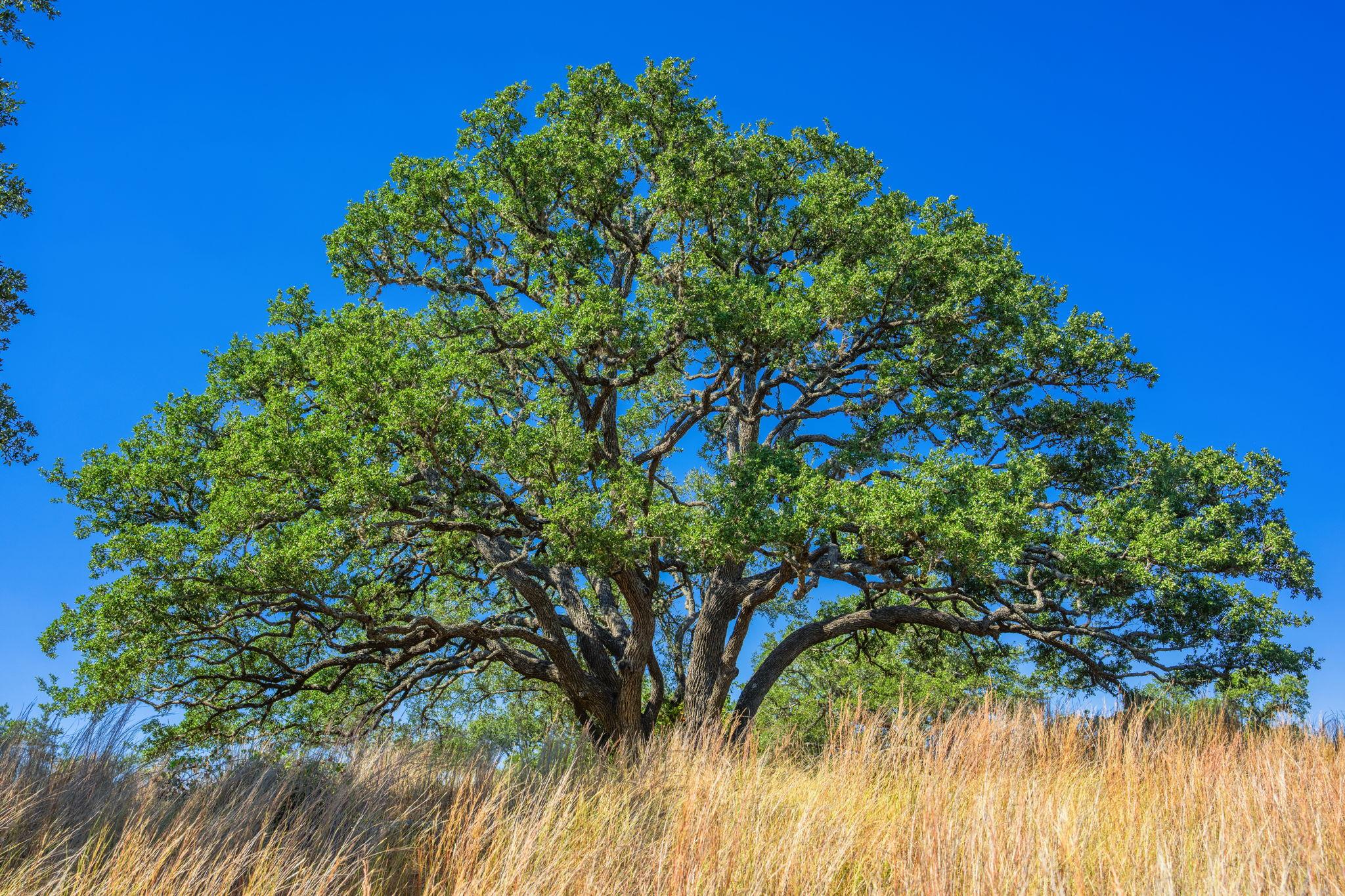 1495 Walnut Springs RD