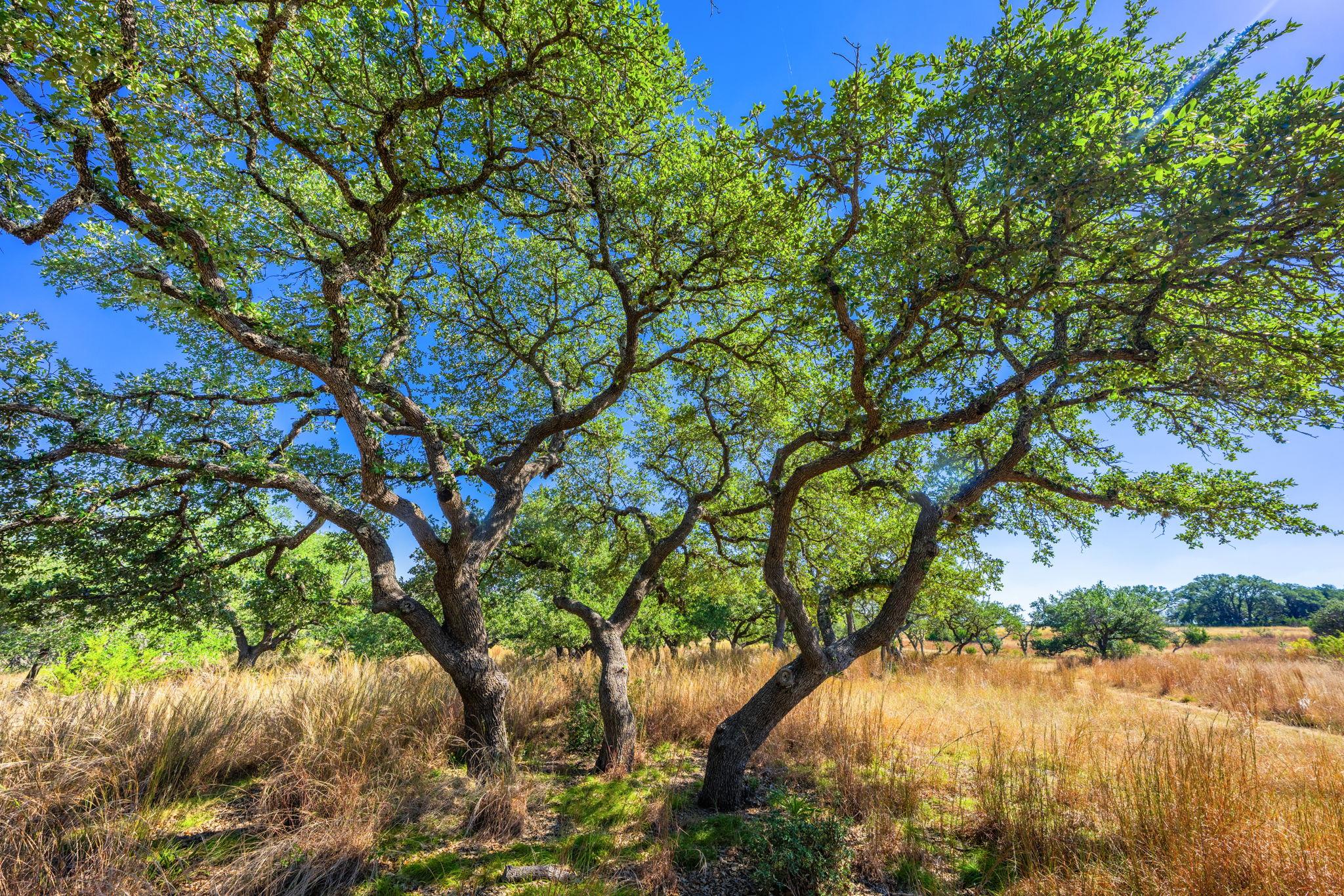 1495 Walnut Springs RD