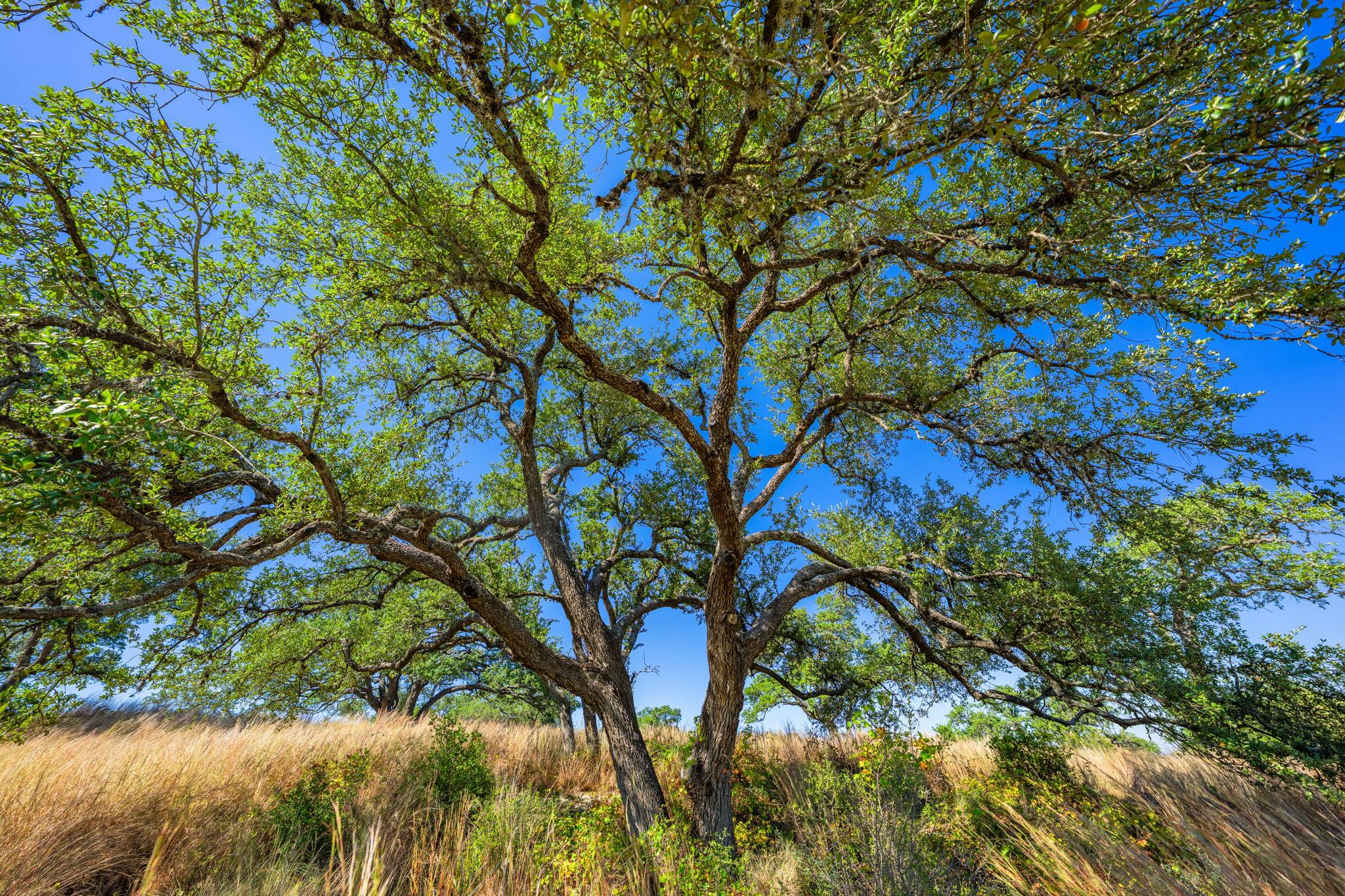 1495 Walnut Springs RD