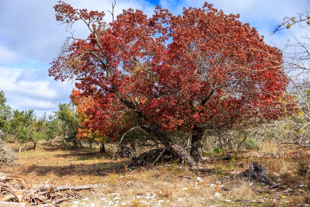 4411 Doss Spring Creek Rd