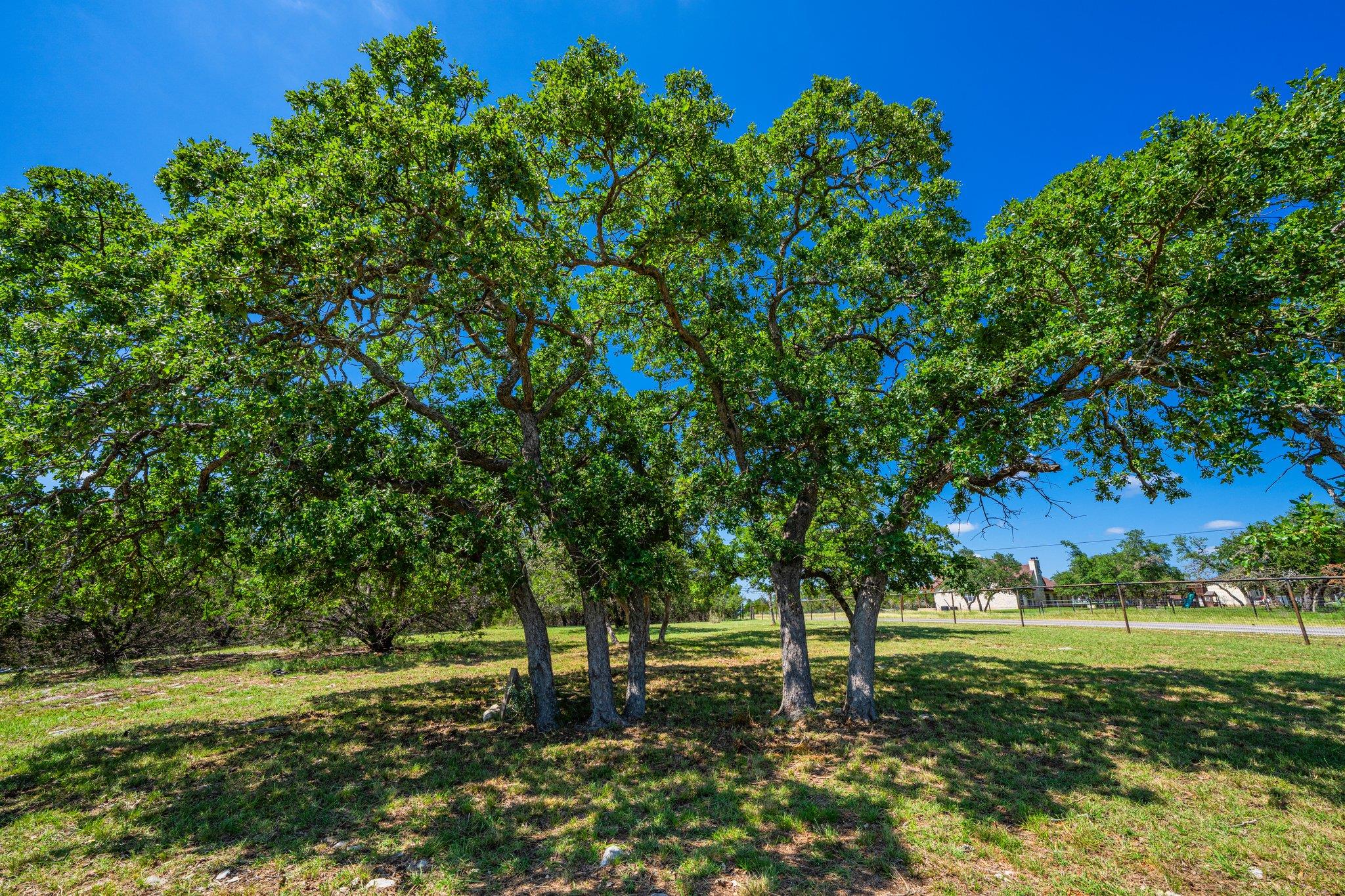 106 Mesquite TRL