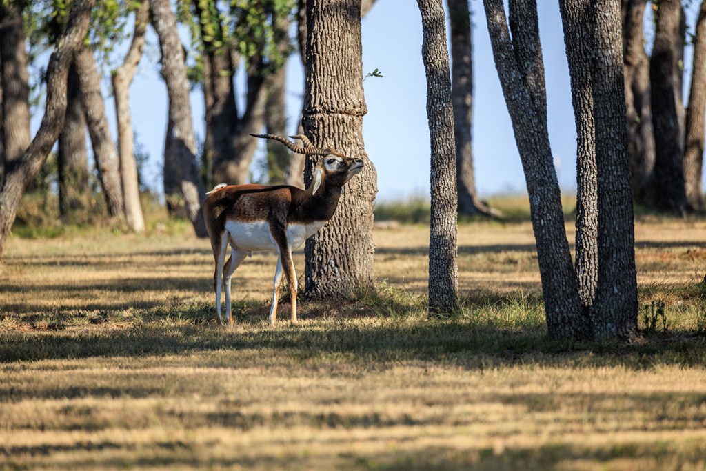 658 Thriving Oak Dr.