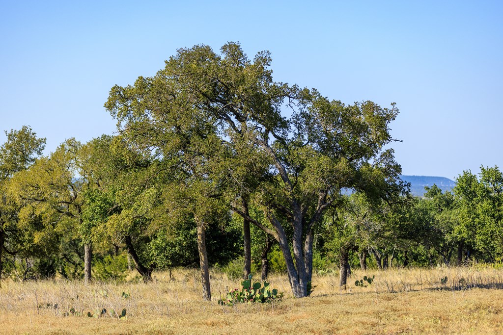 658 Thriving Oak Dr.