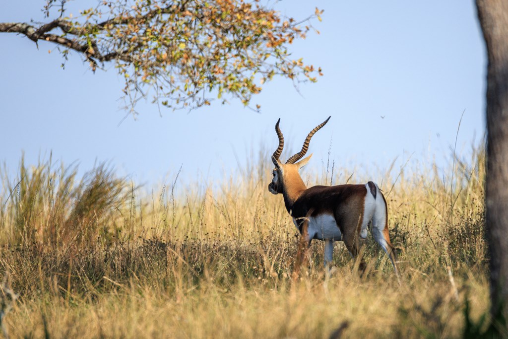 658 Thriving Oak Dr.