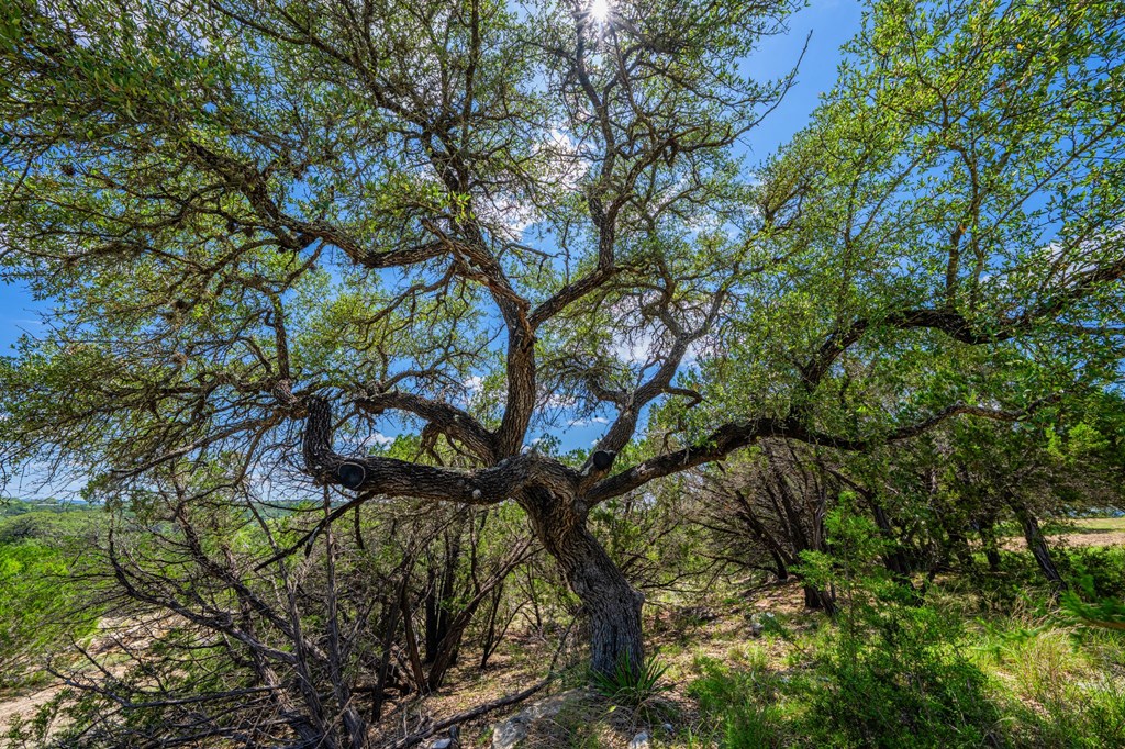 106 Mesquite Trl