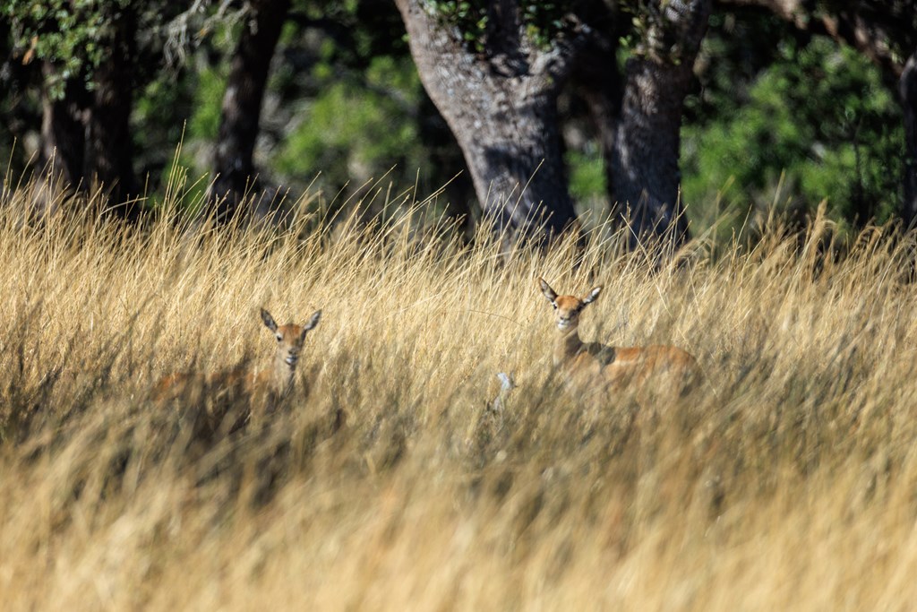 Lot 20 Mayers Ridge Dr