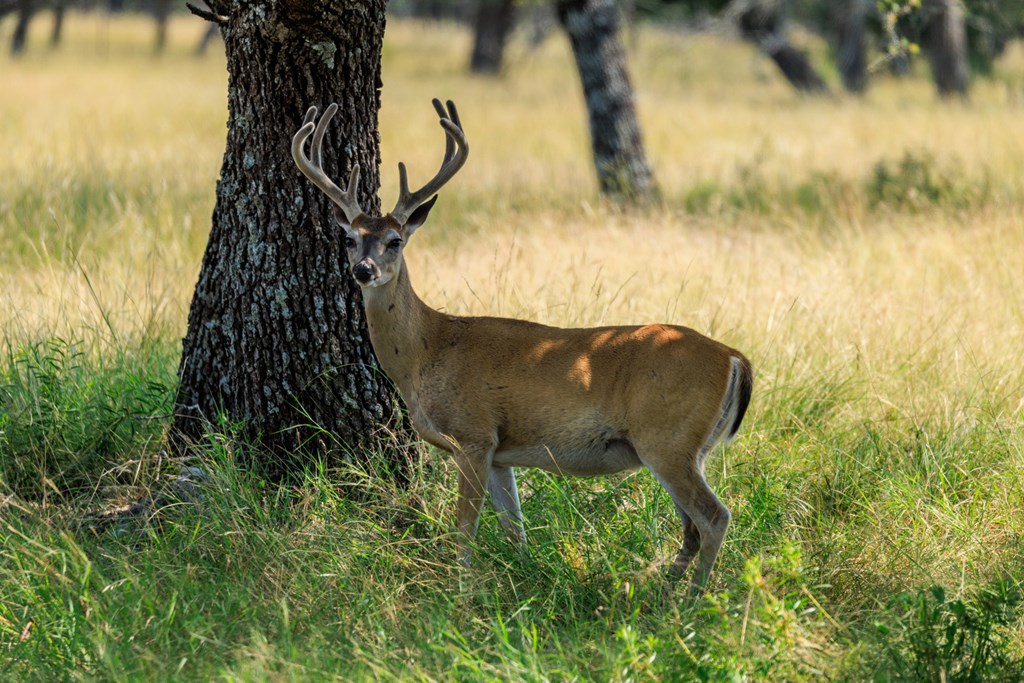 Lot 88 Stock Pond Dr