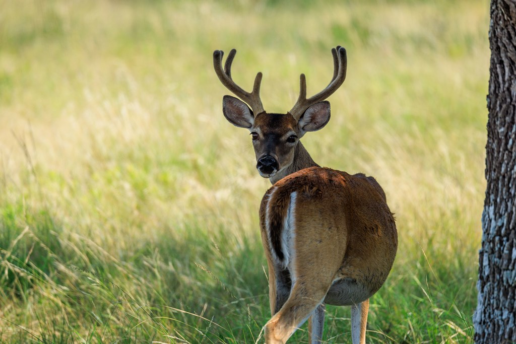 Lot 88 Stock Pond Dr