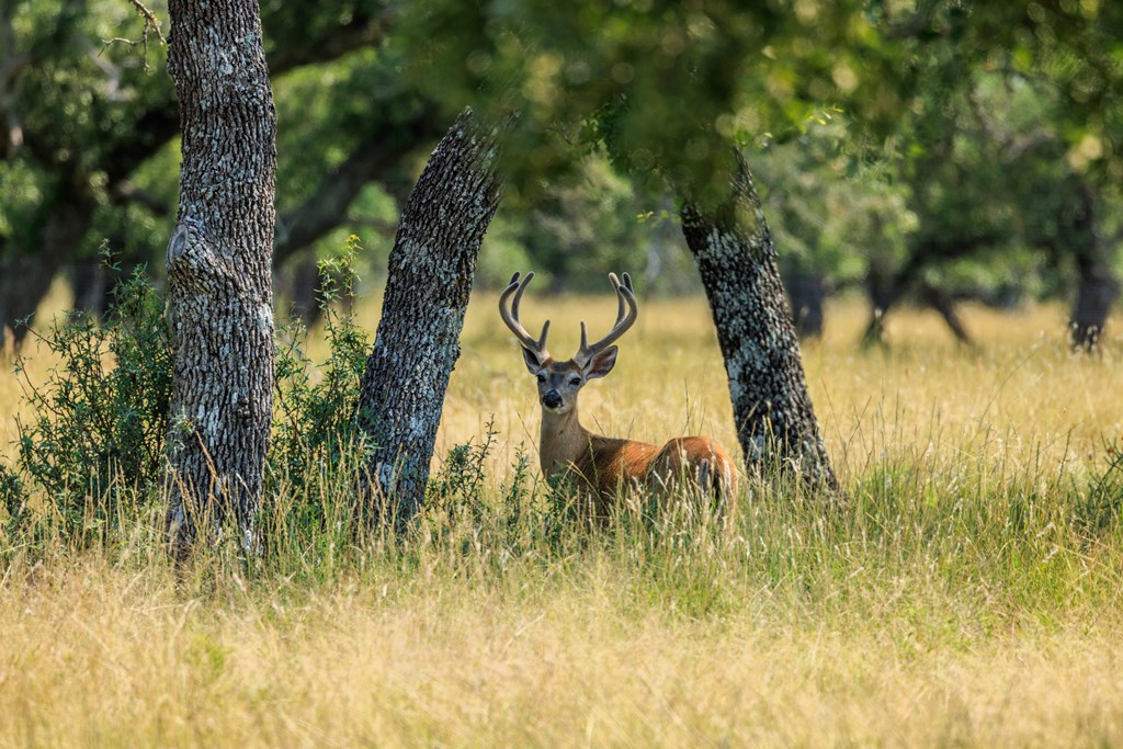 Lot 88 Stock Pond Dr