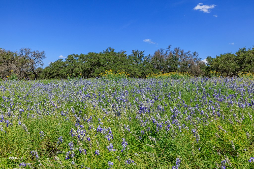 429 Spanish Oak Trail