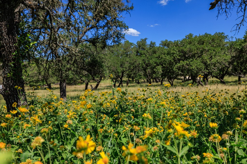 429 Spanish Oak Trail