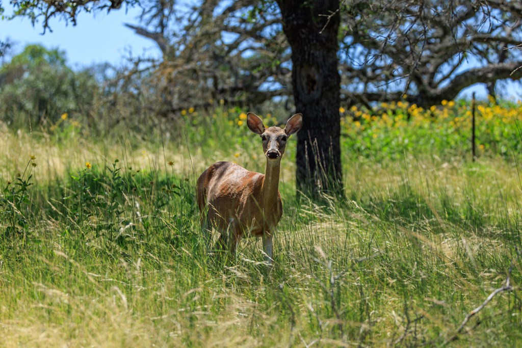 429 Spanish Oak Trail