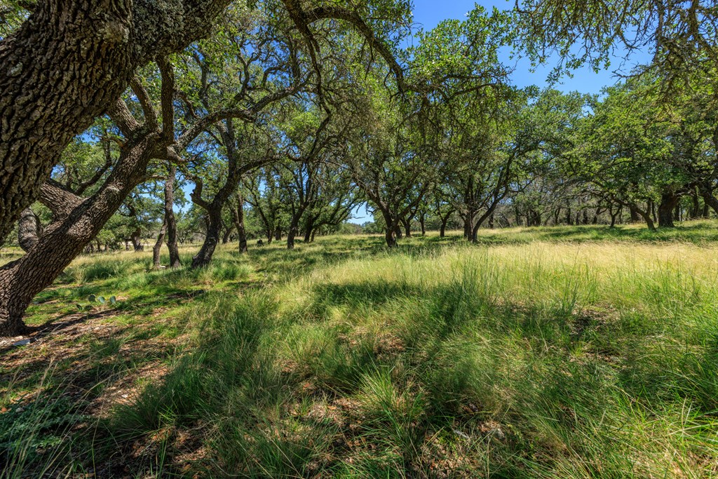429 Spanish Oak Trail