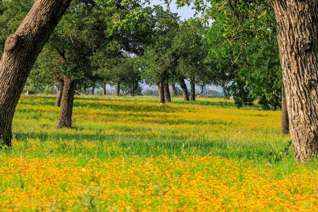 00 Ranch Rd 965