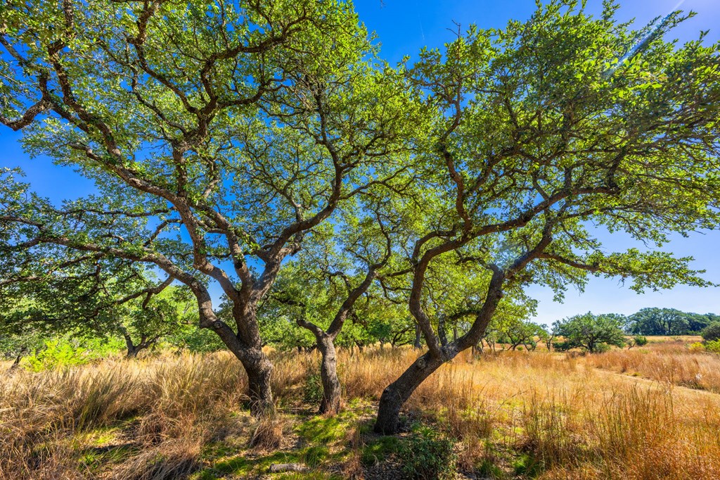 1495 Walnut Springs Rd # 68