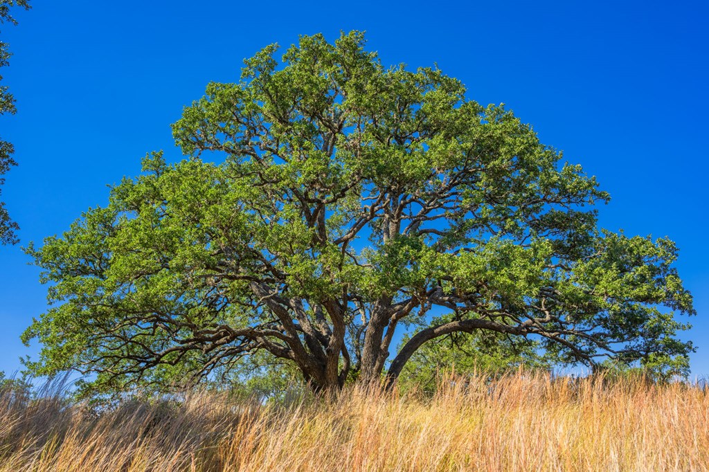 1495 Walnut Springs Rd # 68