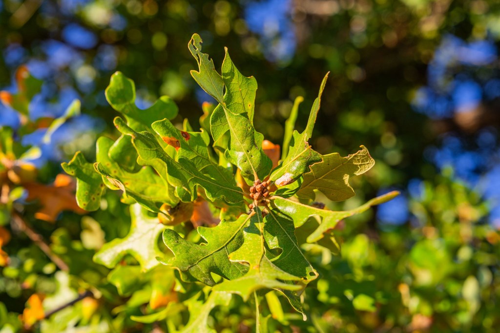 716 Reeh Weinheimer Rd