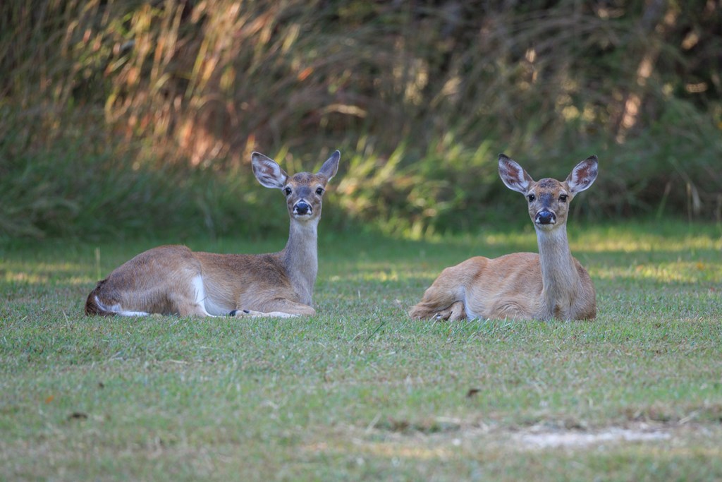 Tract 2 Wallendorf-Bohnert Rd # 2