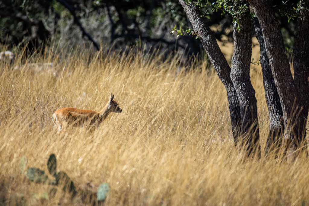 Lot 20 Mayers Ridge Dr # 20