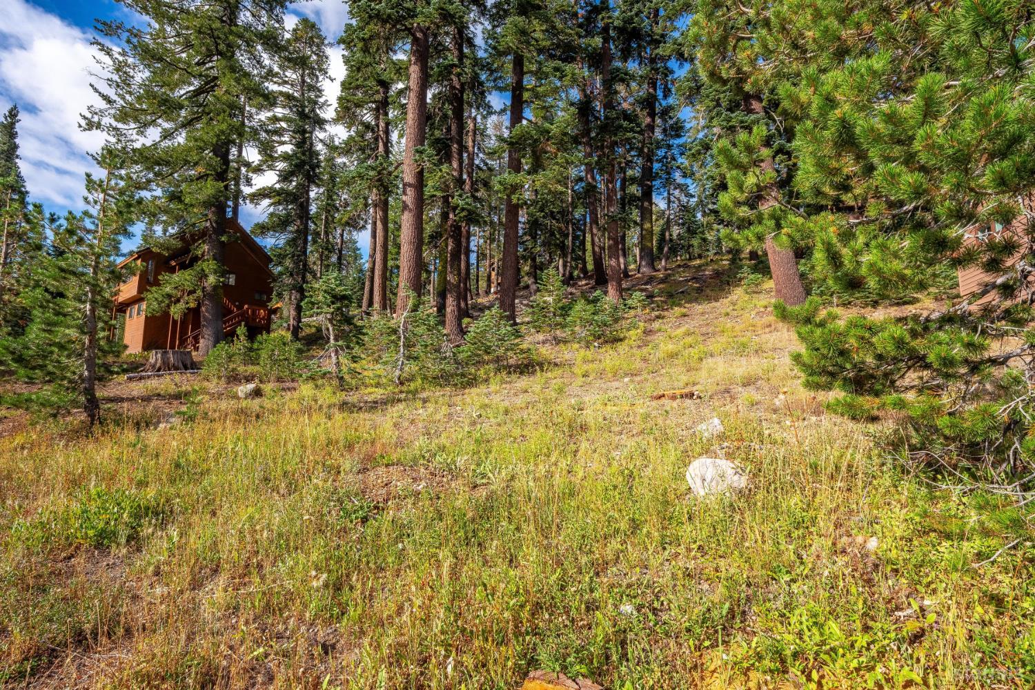 Wood cabin nestled among tall pines on a sunny, sloping grassy lot.
