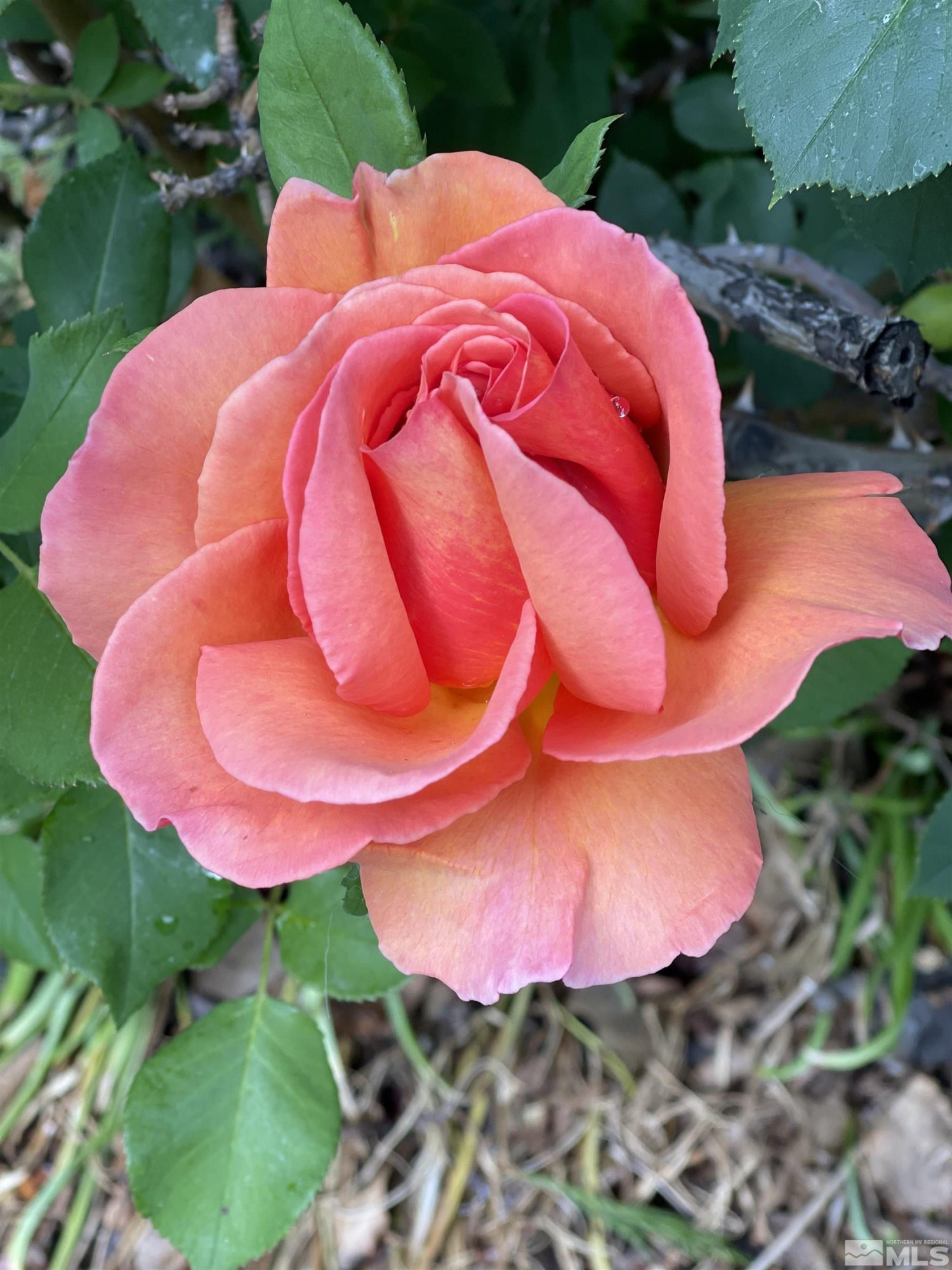 864 Daniel Drive, Reno