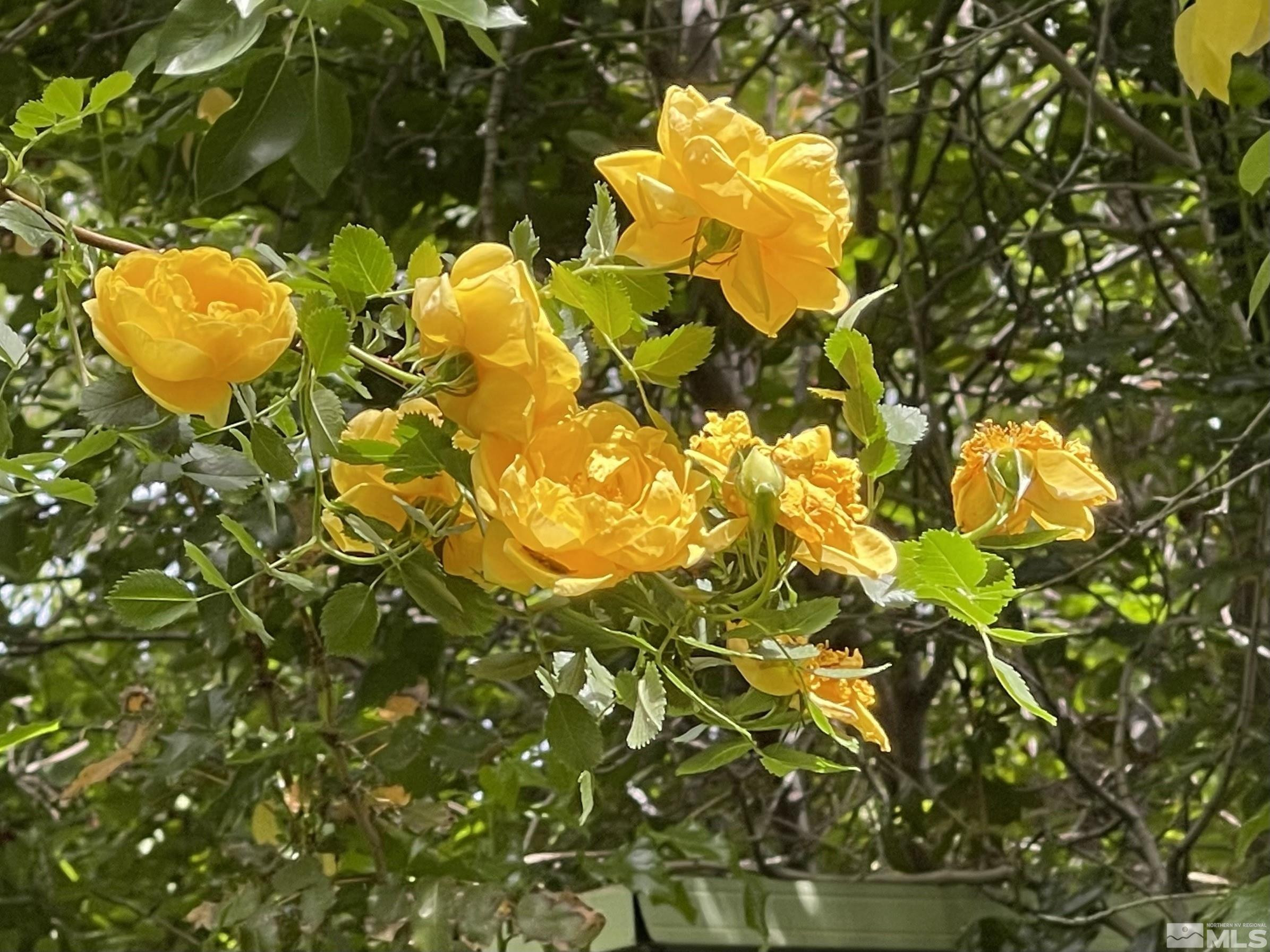 864 Daniel Drive, Reno