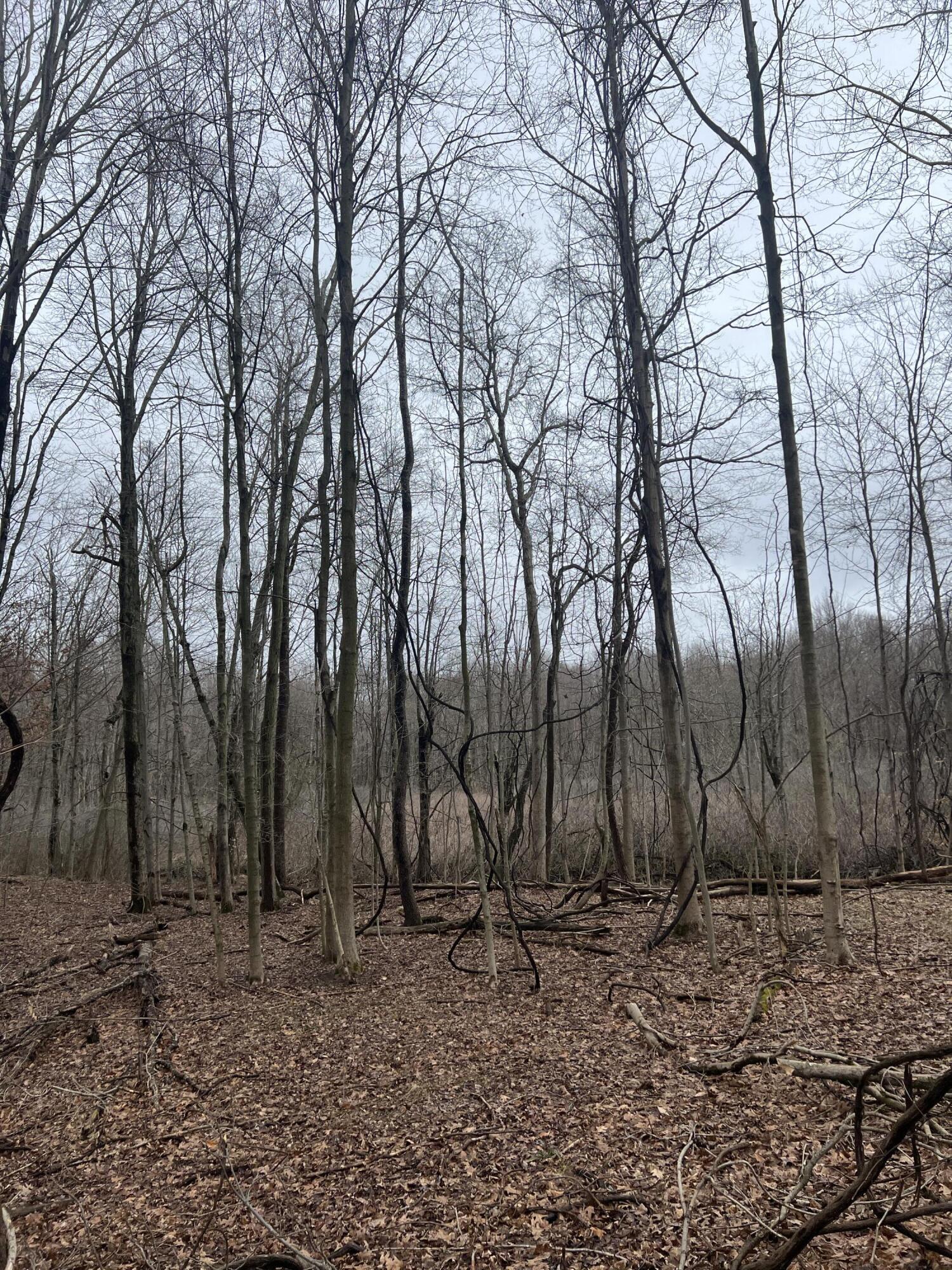 14th Street VL 19.81 Acres