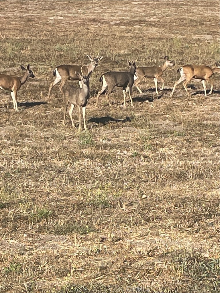 325 Los Robles Road 1