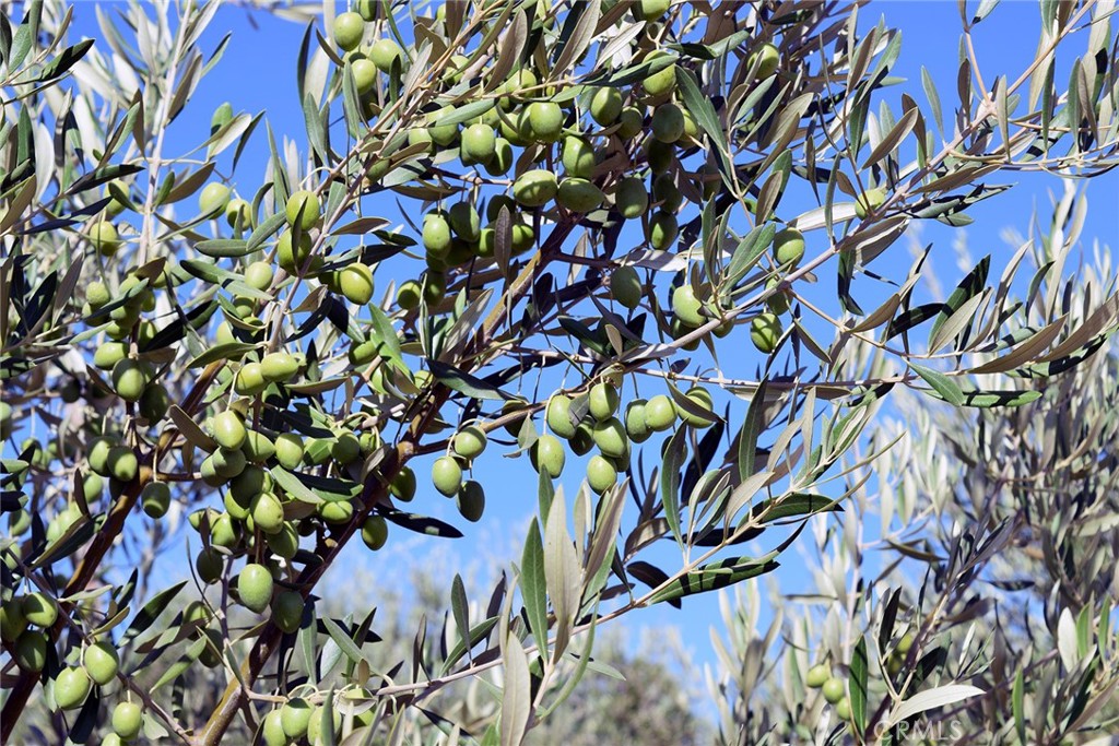 6320 Von Dollen Road