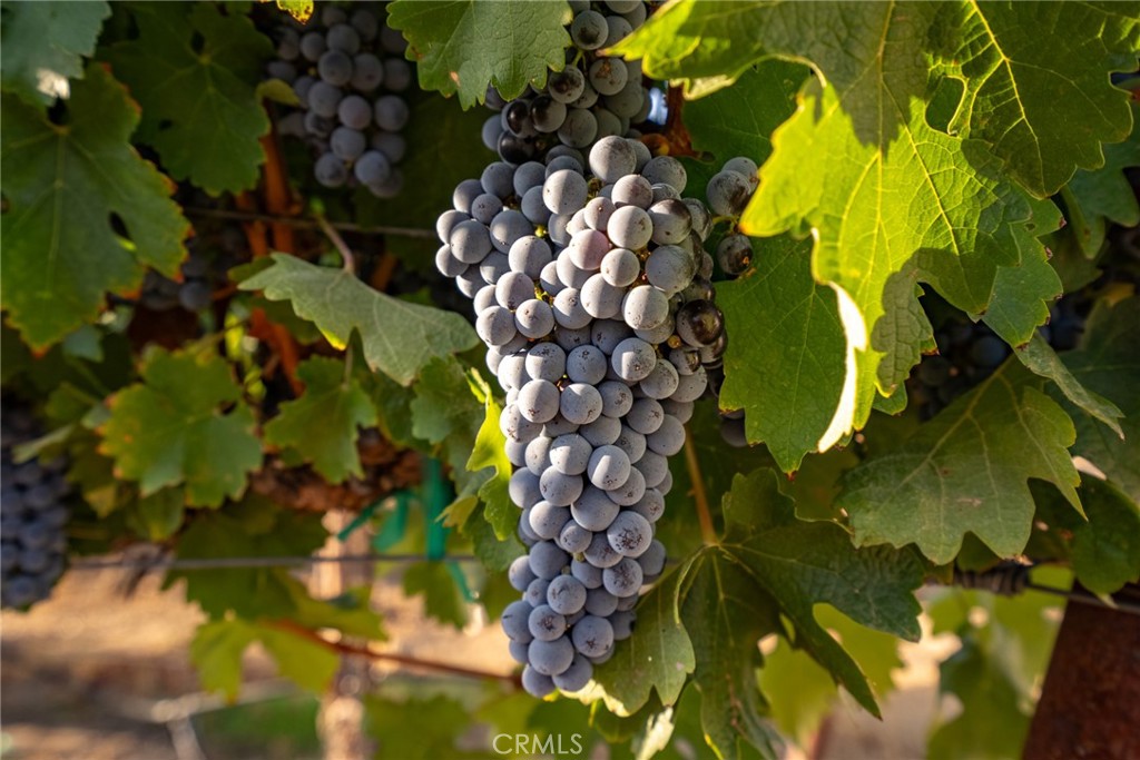 7010 Wilderness Lane