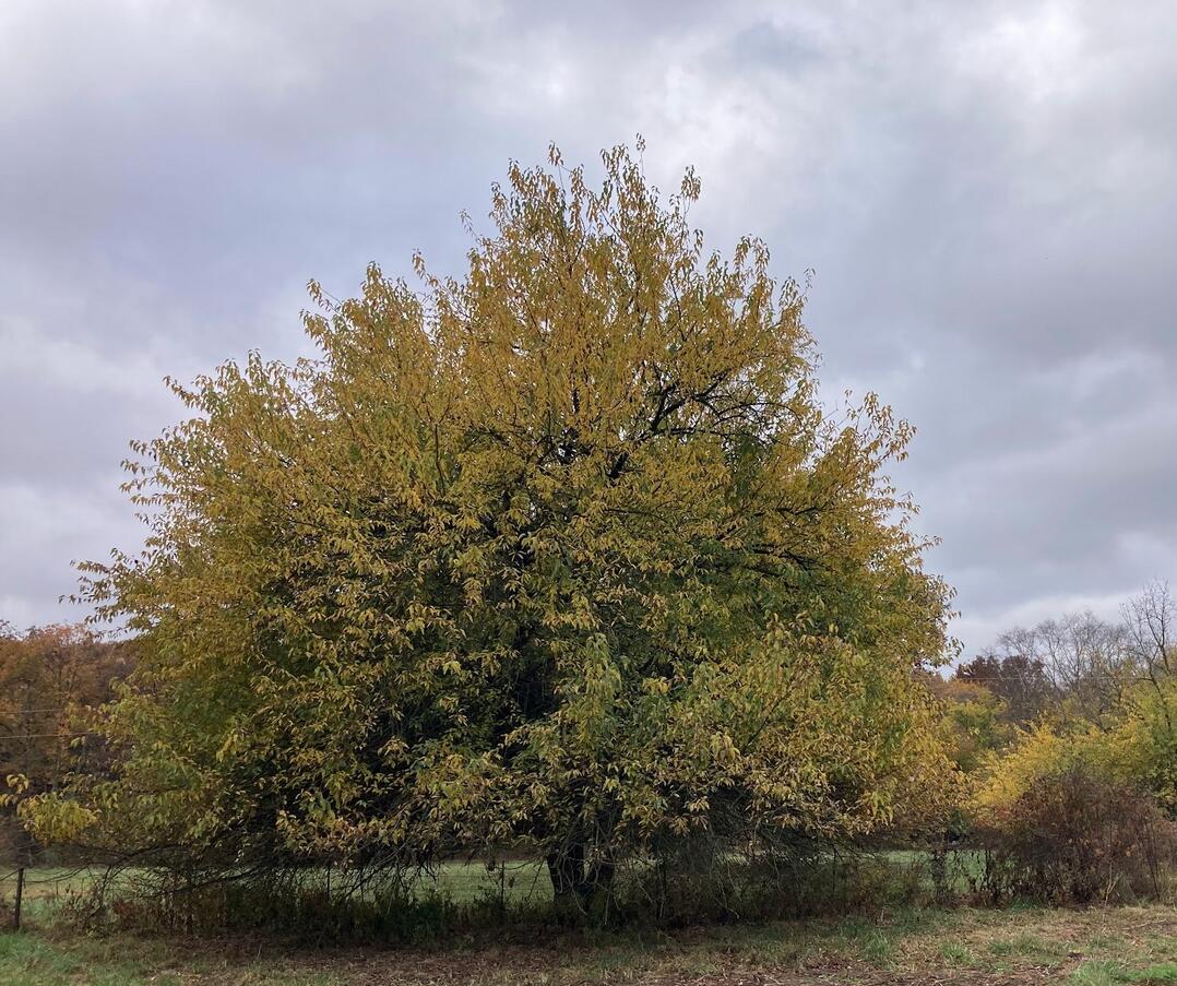 20.35 ACRES E SUGAR GROVE RD